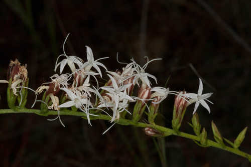 Liatris pauciflora #5